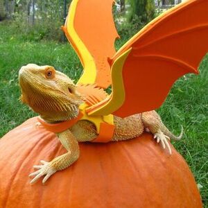 Bearded Dragon Squad